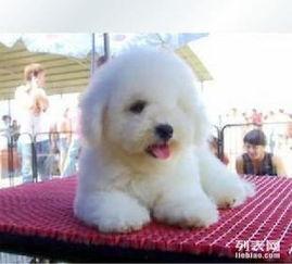 徐州爆料比熊事件最新,宠物悲剧引发社会关注与反思 第2张 徐州爆料比熊事件最新,宠物悲剧引发社会关注与反思 第2张